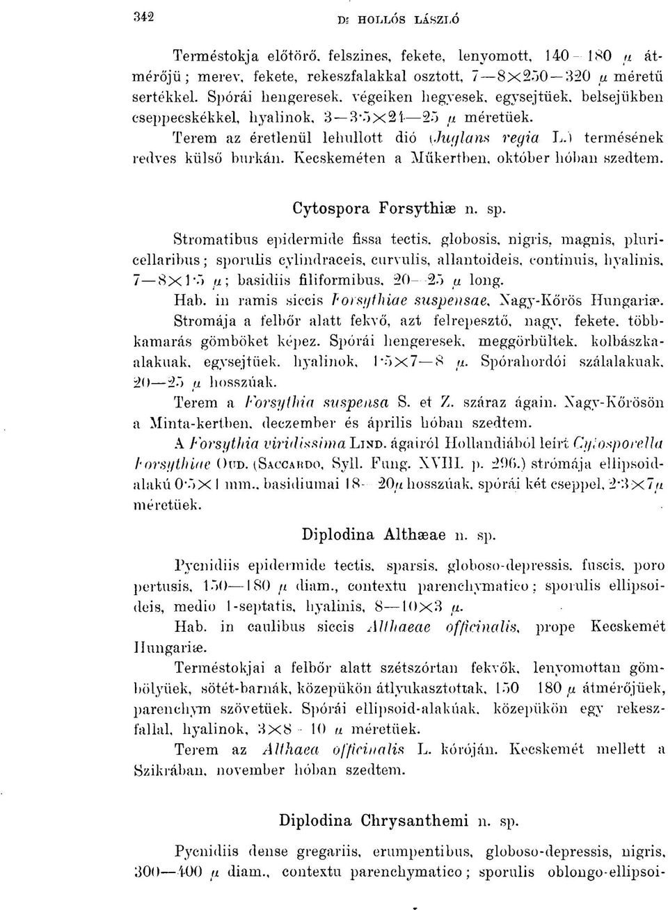Kecskeméten a Műkertben, október hóban szedtem. Cytospora Forsythiae n. sp. Stromatibus epidermide fissá tectis.