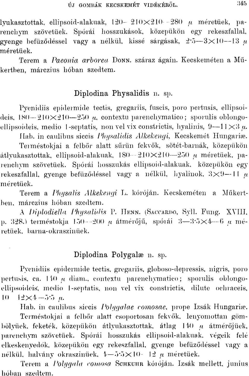 Kecskeméten a Műkertben, márczius hóban szedtem. Diplodina Physalidis n. sp.