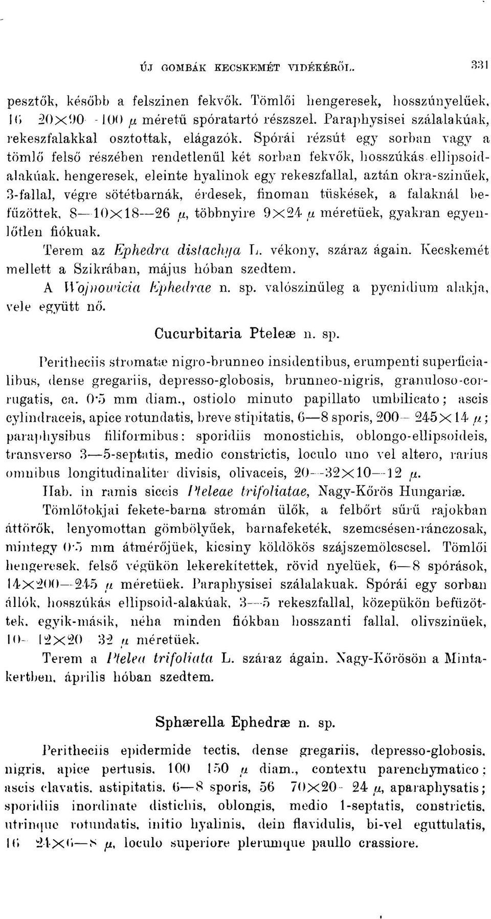 hengeresek, eleinte hvalinok egy rekeszfallal, aztán okra-színűek, 3-fallal, végre sötétbarnák, érdesek, finoman tüskések, a falaknál befűzöttek, 8 10x18 26 fi, többnyire 9x24 fi méretűek, gyakran