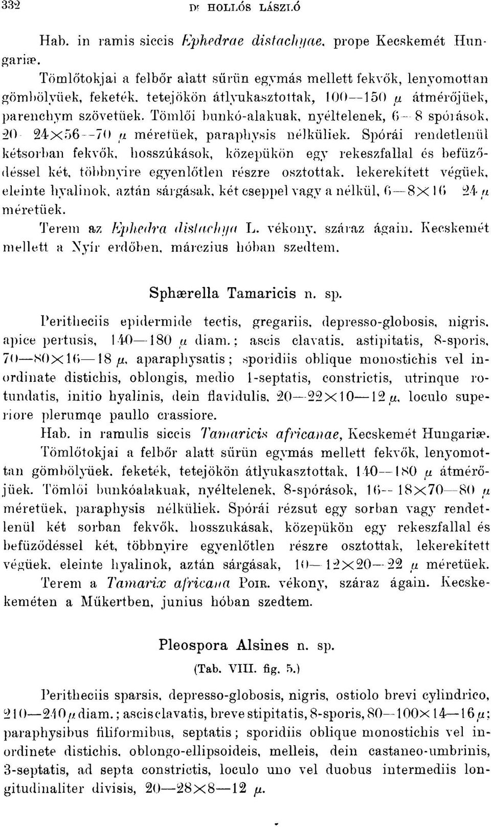 Tömlői bunkó-alakuak, nyéltelenek, 6-8 spóiások, 20 24x56 70 a méretűek, paraphysis nélküliek.