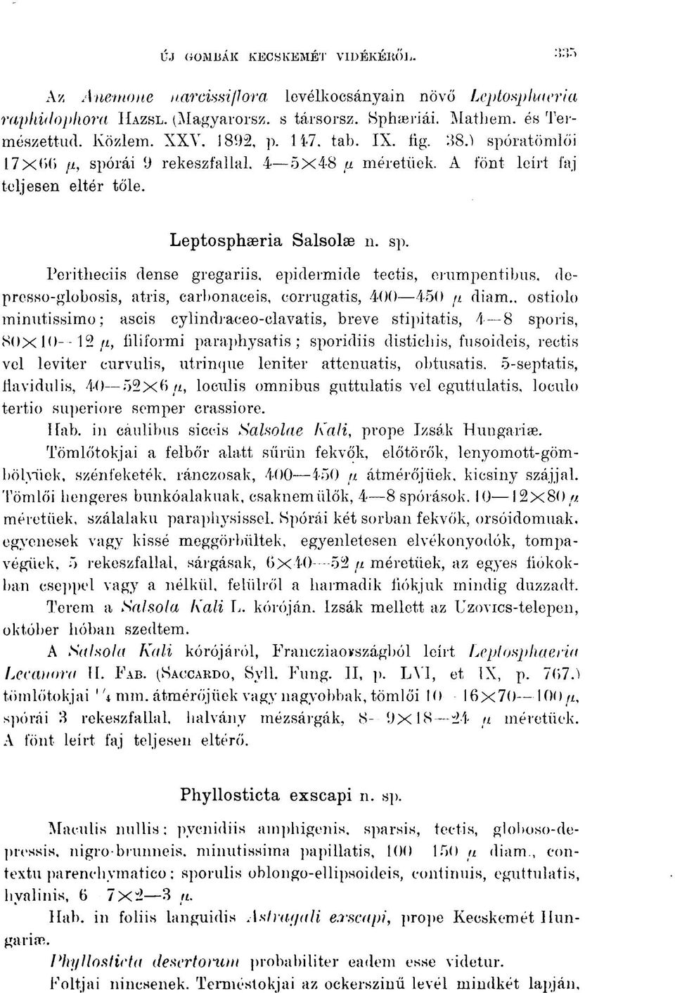 , ostiolo minutissimo; ascis cylindraceo-clavatis, breve stipitatis, 4-8 sporis, 80x10 12 u, íilií'ormi paraphysatis ; sporidiis distichis, fusoideis, rectis vel leviter eurvulis, utrinque leniter