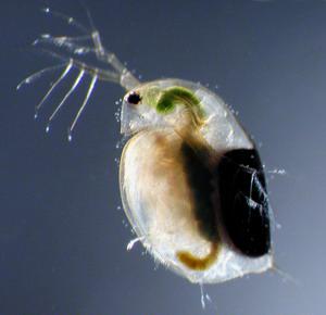 Daphnia magna (vízibolha) Mérési végpontok: immobilitás,