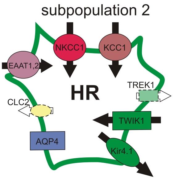 AQP4 aquaporin channel (subtype AQP4), ClC2 - chloride channel (subtype ClC2), EAAT excitatory amino acid transporter (subtypes EAAT1 and EAAT2), HR high response