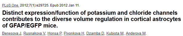 Kation/AnIoncsatornák Oxigén-glükóz depriváció (ODG) ra eltérően reagáló asztrocita populációkat találtak: high response- (HR-) low response- (LR-) asztrociták TREK1: