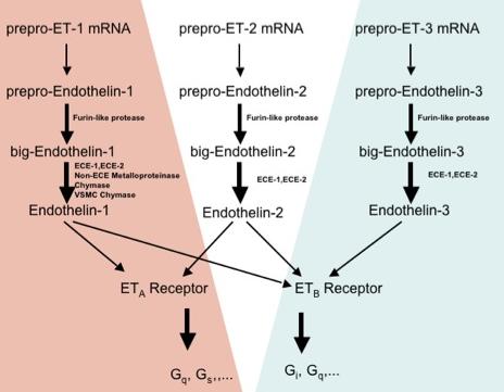 Endotelin receptorok - ET A, ET B1 and ET B2 receptorok - G protein coupled, ic Ca++ - ligand: ET1, ET2, ET3 (asztro is szekretálja) -