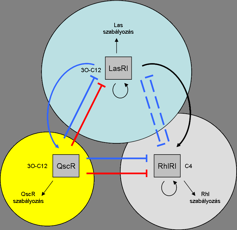 1. Irodalmi áttekintő 1.1.6. ábra: Quorum sensing szabályozási hálózat a P.