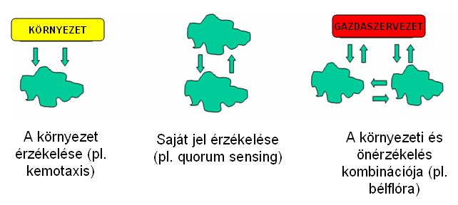 1. Irodalmi áttekintő 1.1.1. ábra: Bakteriális kommunikáció fajtái. gíti a rajban való mozgás, az egyes egyedek önállóan nem feltétlenül lennének képesek elmenekülni egy-egy ilyen támadás elől.