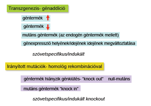 Genetikailag