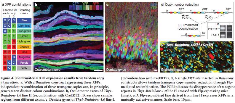 A Brainbow egér fluoreszcens fehérjék