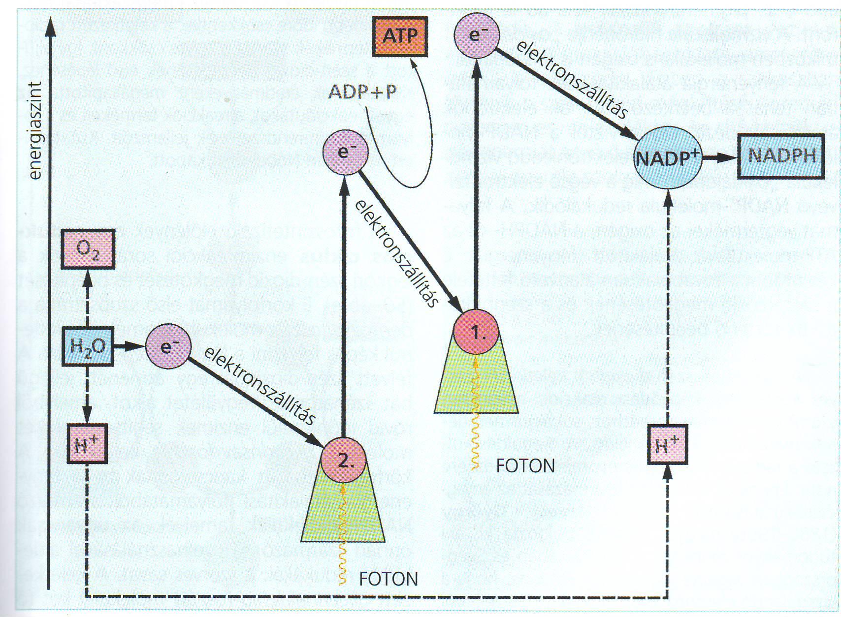 Fényreakciók Az 2. fotorendszer a foton energiájával vizet bont és ATP-t termel Az 1.