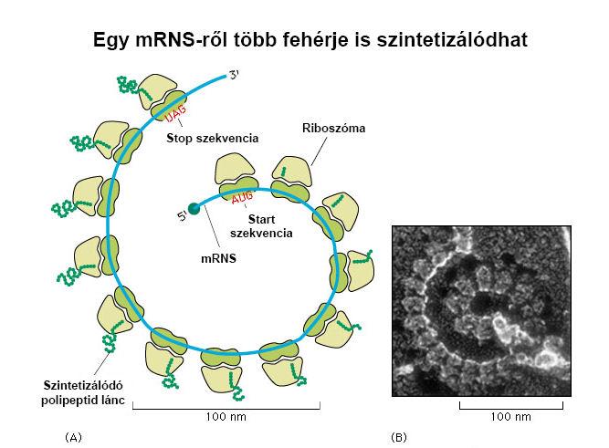 Poliriboszóma - poliszóma Egy mrns-en több riboszóma is haladhat egyszerre, ezt nevezik poliriboszómának, röviden poliszómának.