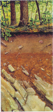 Podzolos barna erdőtalaj Szénsavas meszet nem tartalmazó kőzeten. Podzolosodás és vasoxihidrátok kiválása.