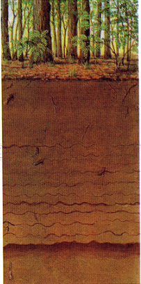 Kovárványos barna erdőtalaj Karbonátmentes homokon.