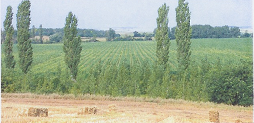 Mészlepedékes csernozjom talaj Humusztartalma 3-4 %.