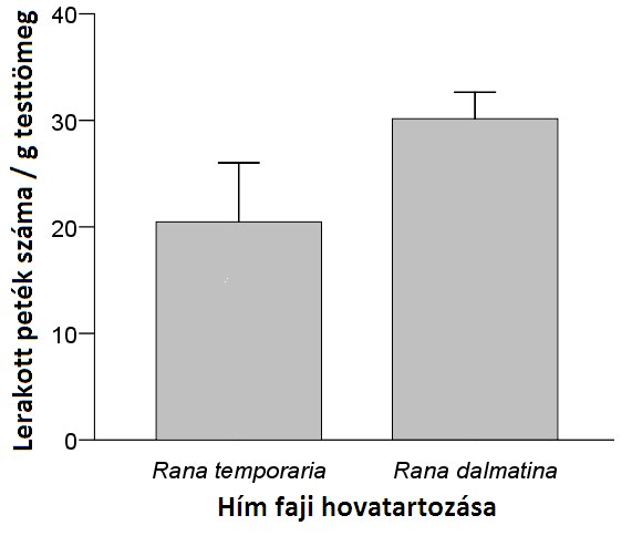 A n stények a testtömegükhöz képest kevesebb petét raktak le idegen fajú hímmel párosodva, mint fajtárs hímmel (LMM: F 1,17 = 10,2; P = 0,005; 7.