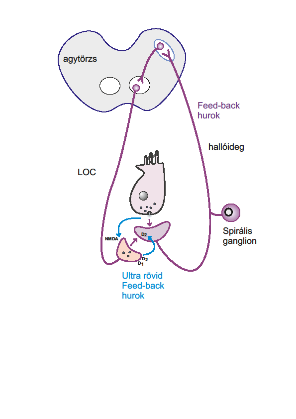 nagy mennyiségű glutamát (Glu) a primer hallóideg neuronjainak excitotoxikus károsodását okozza (Duan et al., 2000; Ruel et al., 2007; Tabuchi et al., 2010; Bernarding et al., 2013).