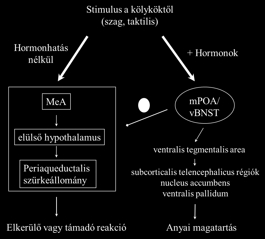 [26] a patkányok emlőbimbóinak és környékének elérzéstelenítésekor szintén csökkenést írt le a támadások és a harapások számában.