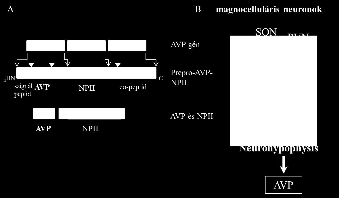 1.3. Vazopresszin 1.3.1. A vazopresszin szerkezete és szintézise A neurohypophysealis AVP hormont Oliver és Schäfer fedezte fel 1895-ben közölt tanulmányában, melyben kimutatták, hogy a hypophysis