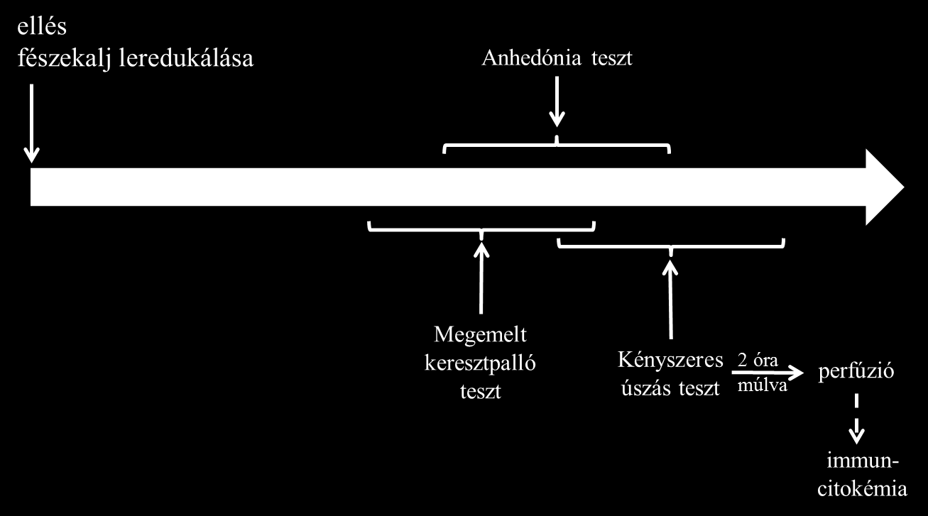Az immuncitokémiai vizsgálathoz a neuronok alapszintű aktivitásának mérésére plusz kontroll állatokat használtunk (5 +/+ és 4 di/di).