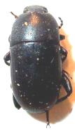 A napraforgó kártevői Pattanóbogarak (Elateridae) Mezei pattanóbogár - Agriotes ustulatus Vállas gyászpattanó Melanotus