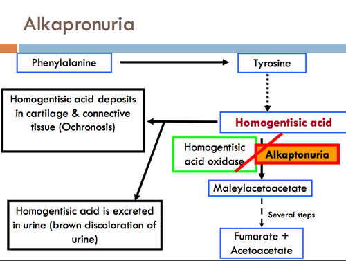 Alkaptonuria / ochronosis autoszomális recessziv betegség Homogentisin sav oxidáz defektus Homogentisin