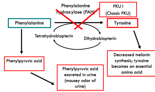 PKU phnylalinine hydroxylase (PAH) phenylpyruvic acid.