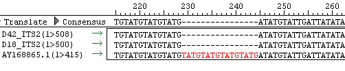 3. ábra. 32 ITS2 DNS szekvenciából (863 bp hosszú szekvencia illesztéssel) a Tamura-Nei model alapján számolt Maximum Likelihood filogenetikai törzsfa.