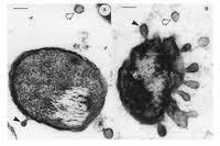 A vezikulaképzés evolúciósan konzervált Vesicle secretion is an