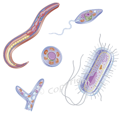 Gram-pozitív Bacillus anthracis Eukaryota paraziták