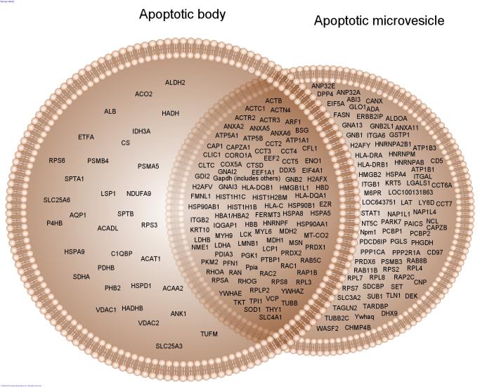 1. Thymus sejt eredetű mikrovezikulák és apoptotikus testek vizsgálata (MS)