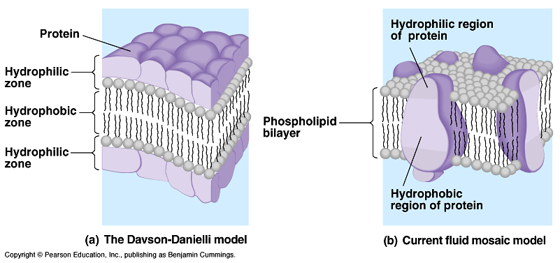 Membránvastagság: 7-9 nm. Lipid kettősréteg, melybe különböző mélységig fehérjék merülnek. Az alapvető membránalkotók a foszfolipidek.