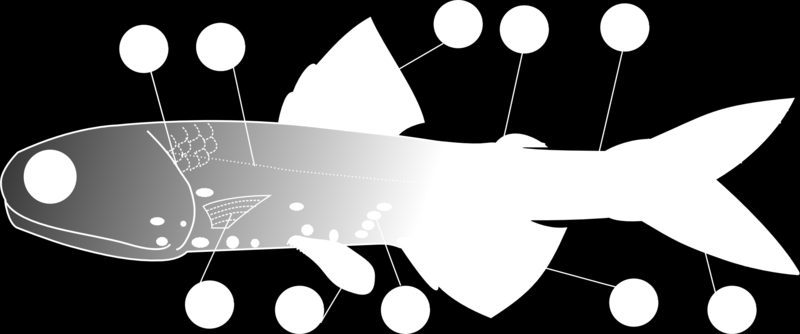 Úszók Lampanyctodes hectoris (Csendes-óceán) 1. kopoltyúfedő; 2. oldalvonal; 3. hátúszó; 4.