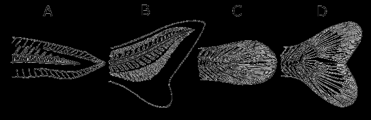 Úszók Farokúszó (A protocerk) B heterocerk (részaránytalan) C diphycerk