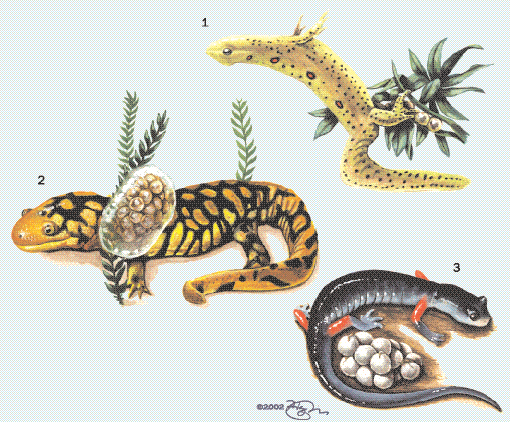 1. An eastern newt ( Notophthalmus viridescens) carefully wraps her eggs individually in vegetation with her hind feet; 2.