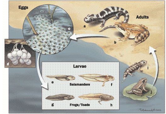 Life cycle of a salamander ( Ambystoma opacum) and frog ( Rana temporaria); a and b adults; c eggs laid in