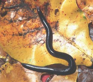régebben Caeciliaidae családba