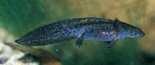 Szögletesfogsorú-gőtefélék (Hynobiidae) kb. 43 faj, Kö- és K-Ázs.