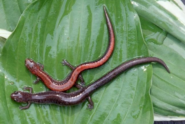 K-Canada, nedves, hűvös erdei, mindig szárazföldön, 6,5-12,5 cm