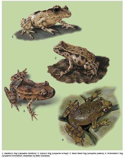 Ősbékafélék (Leiopelmatidae) Leiopelma hochstetteri