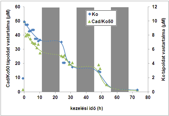 25. ábra: Kontroll és Cad/Ko50 növények (jellemzı minták) tápoldatból történı vasfelvételének napi ciklusa. Sötét oszlopok jelölik a sötétperiódusokat.