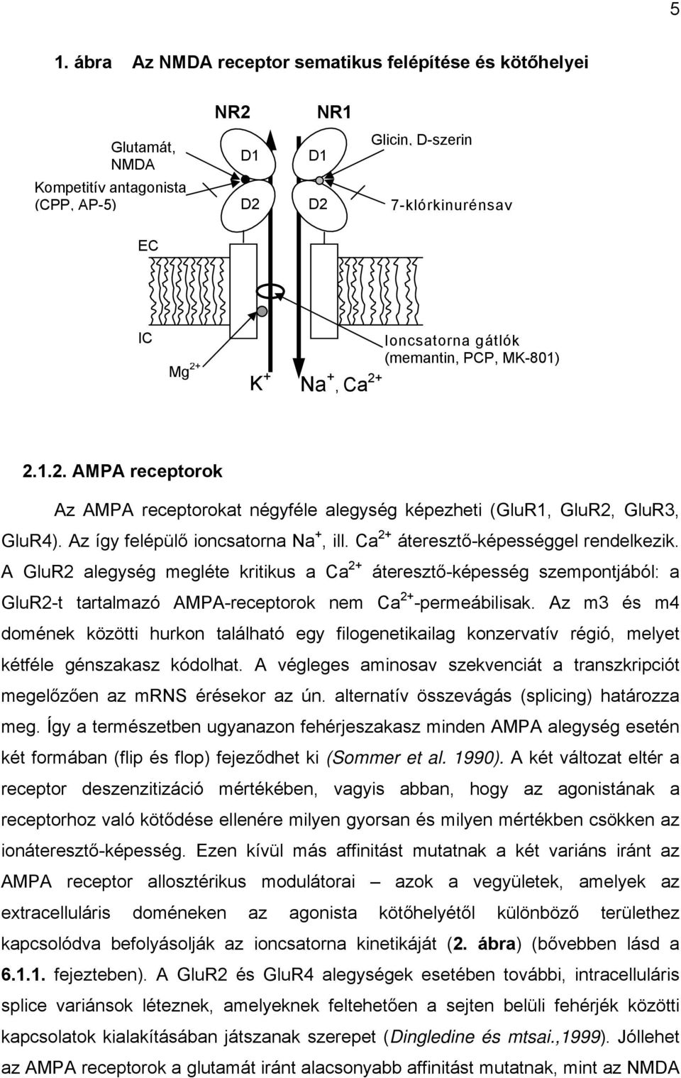 Ca 2+ áteresztő-képességgel rendelkezik. A GluR2 alegység megléte kritikus a Ca 2+ áteresztő-képesség szempontjából: a GluR2-t tartalmazó AMPA-receptorok nem Ca 2+ -permeábilisak.