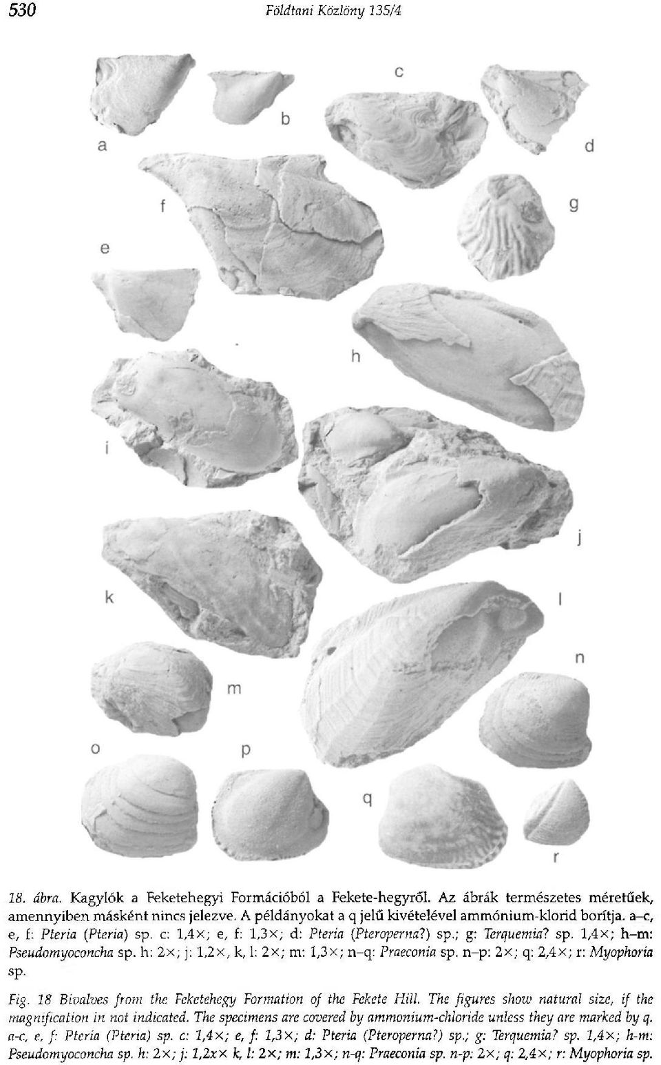 h: 2x; j: l,2x, k, 1: 2x; m: 1,3x; n-q: Praeconia sp. n-p: 2x; q: 2,4x; r: Myophoria sp. Fig. 18 Bivalves from the Feketehegy Formation of the Fekete Hill.