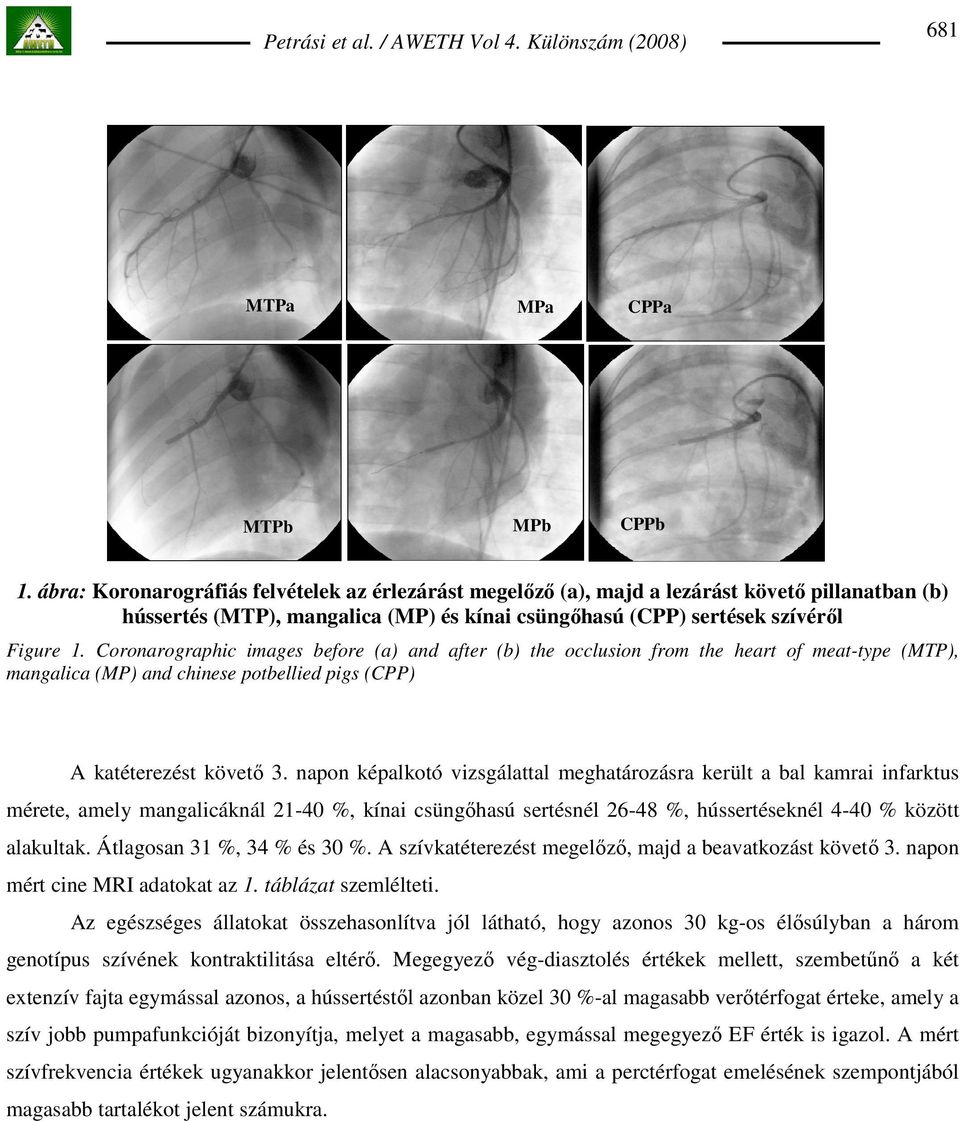 Coronarographic images before (a) and after (b) the occlusion from the heart of meat-type (MTP), mangalica (MP) and chinese potbellied pigs (CPP) A katéterezést követı 3.