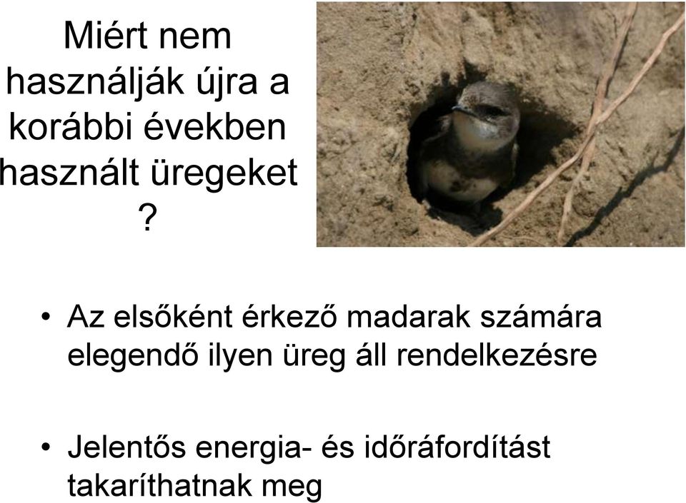 Az elsőként érkező madarak számára elegendő