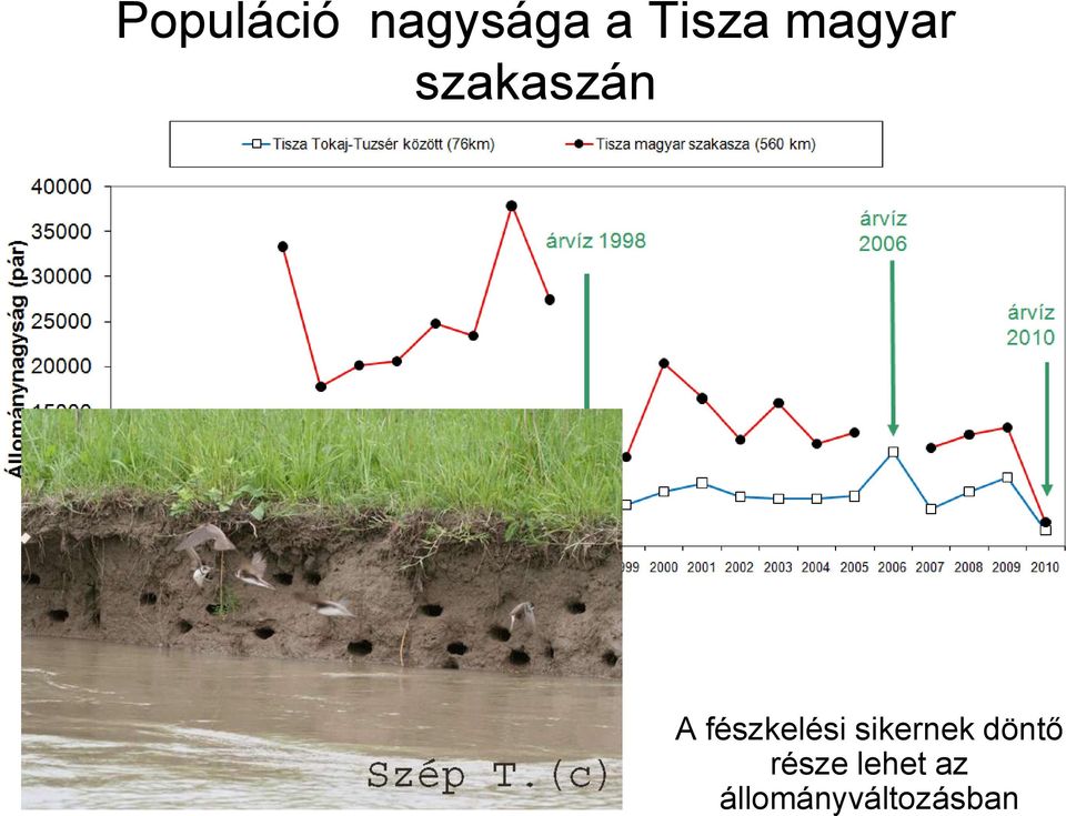 fészkelési sikernek döntő