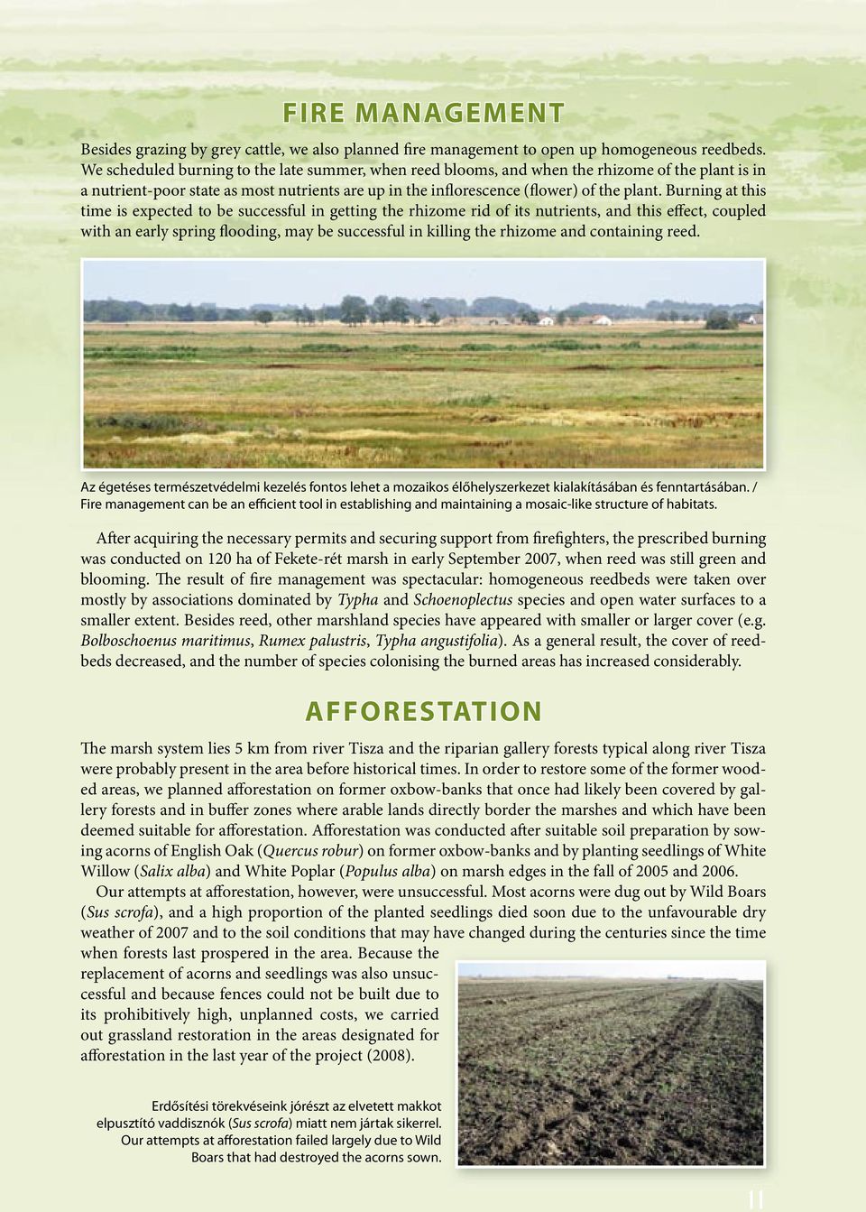 Burning at this time is expected to be successful in getting the rhizome rid of its nutrients, and this effect, coupled with an early spring flooding, may be successful in killing the rhizome and