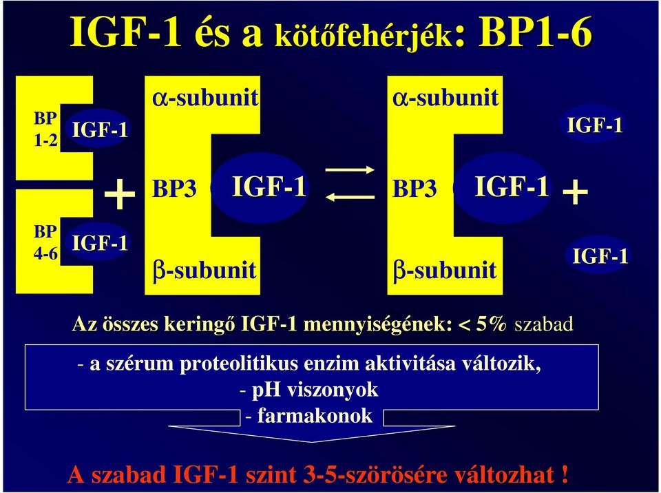 IGF-1 1 mennyiségének: nek: < 5% szabad - a szérum proteolitikus enzim