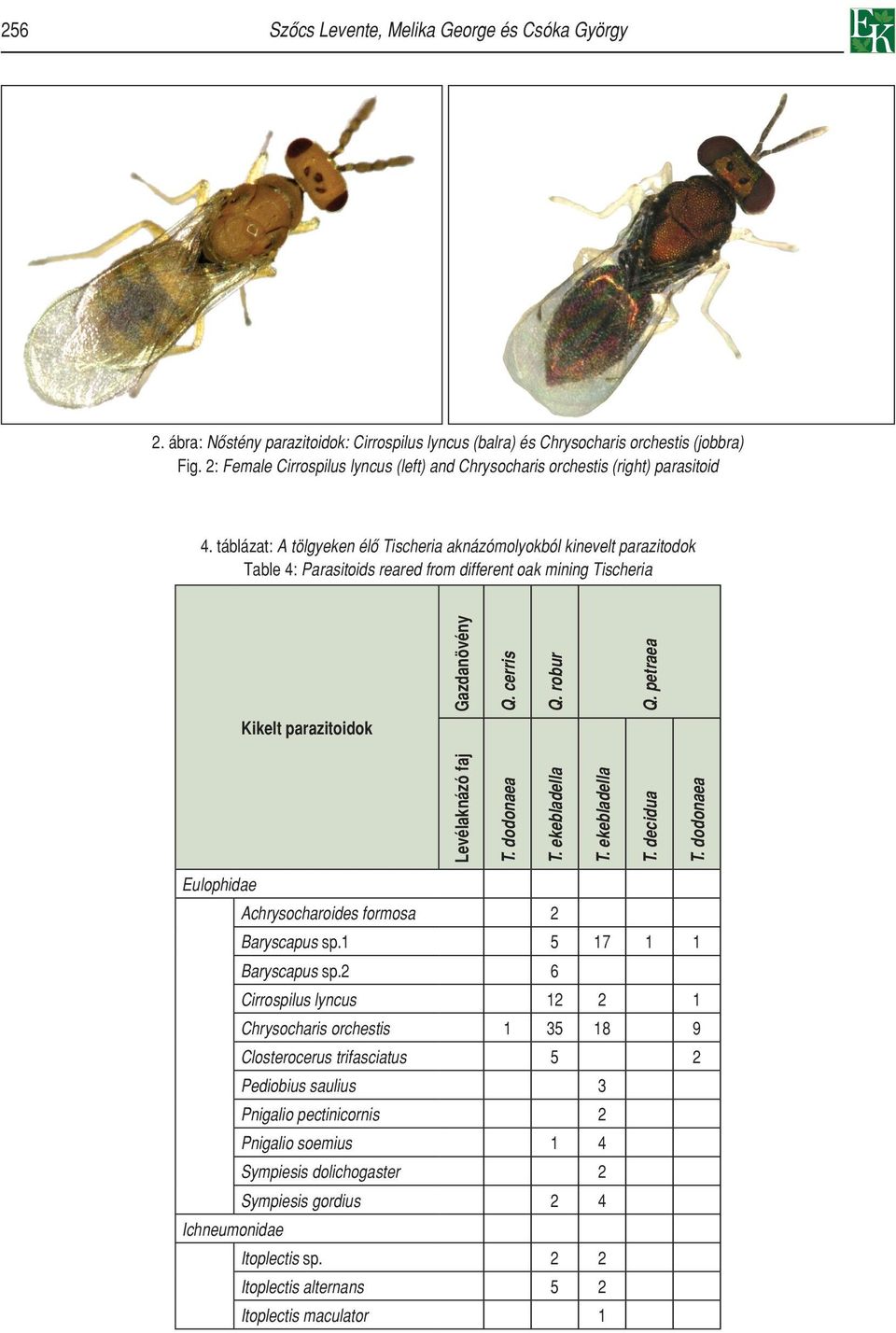táblázat: A tölgyeken élô Tischeria aknázómolyokból kinevelt parazitodok Table 4: Parasitoids reared from different oak mining Tischeria Gazdanövény Q. cerris Q. robur Q.