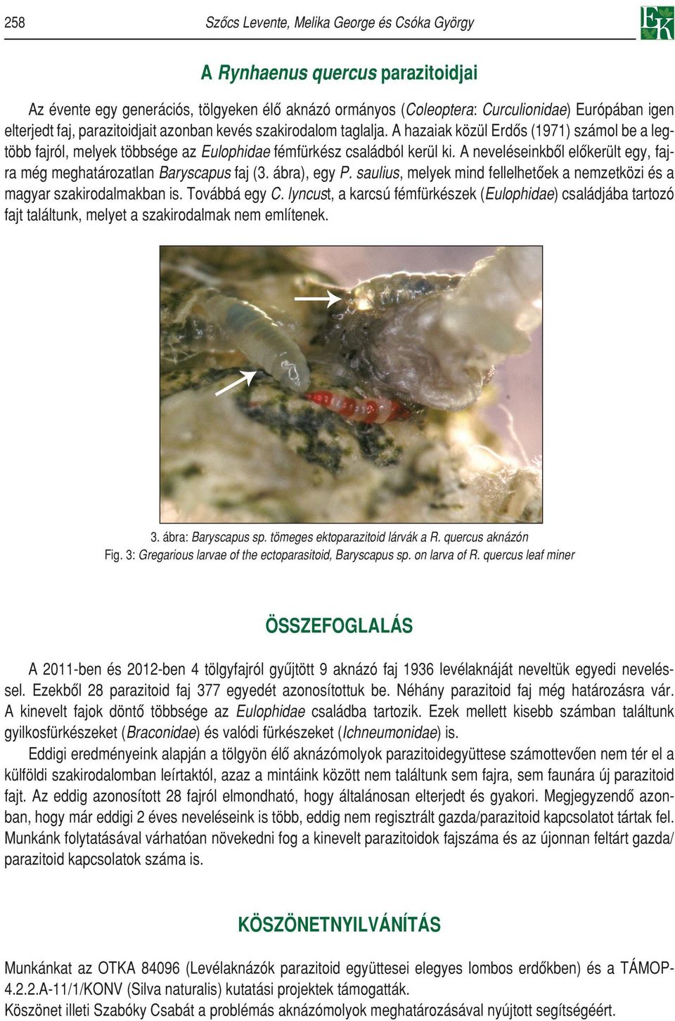A neveléseinkbôl elôkerült egy, fajra még meghatározatlan Baryscapus faj (3. ábra), egy P. saulius, melyek mind fellelhetôek a nemzetközi és a magyar szakirodalmakban is. Továbbá egy C.