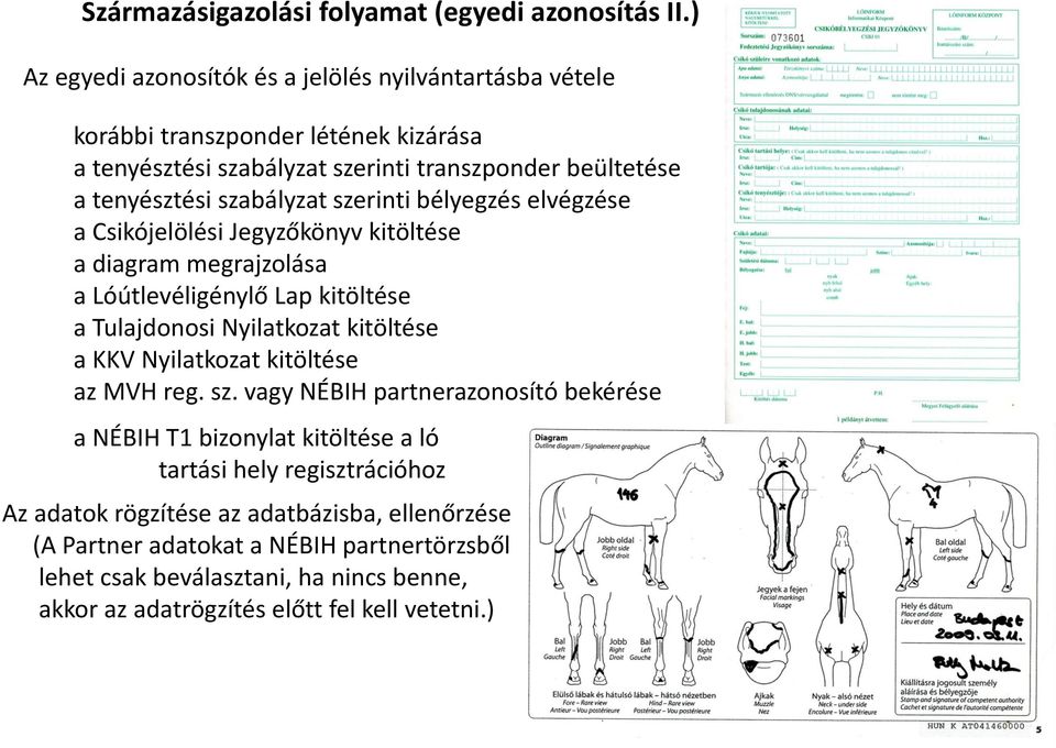 szabályzat szerinti bélyegzés elvégzése a Csikójelölési Jegyzőkönyv kitöltése a diagram megrajzolása a Lóútlevéligénylő Lap kitöltése a Tulajdonosi Nyilatkozat kitöltése a KKV